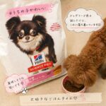 小型犬用のカロリーオフフードを食べる我が家の犬たち