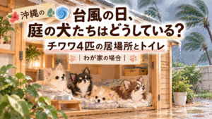 沖縄の台風の日 外のお家で過ごすチワワ4匹