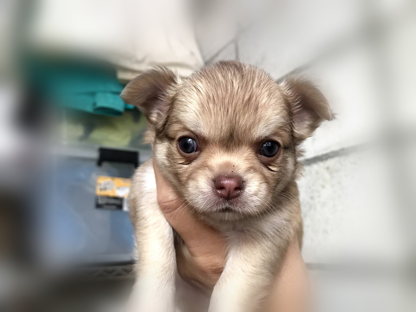 ふくちゃんの子犬のころ